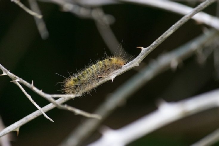 Hay que evitar el pasear o el acampar al lado de pinos o de cedros