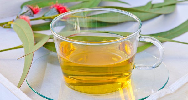 Las infusiones de eucalipto también nos ayudarán a hacer desaparecer piojos y liendres