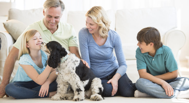 El perro no es un objeto, es un nuevo miembro de la familia que tenemos que desear todos