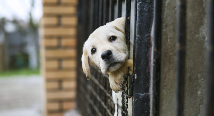 Debemos ser responsables y no abandonar a los animales