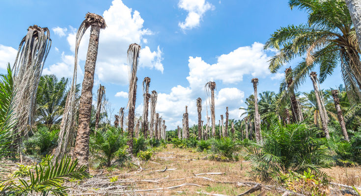 El aceite de palma tiene un impacto medioambiental muy negativo