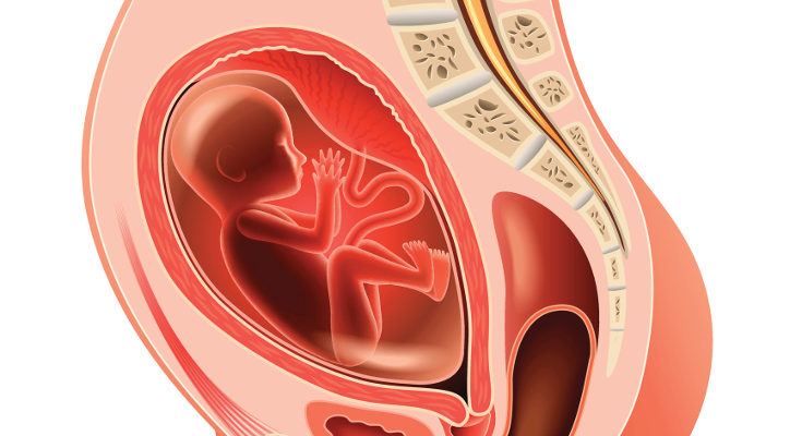 La placenta es la encargada de que el bebé reciba oxígeno y nutrientes de la madre, y también funciona como filtro