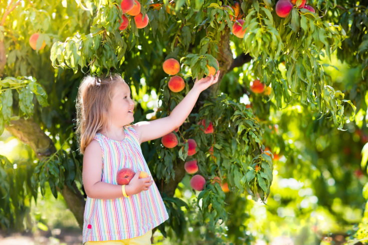 En verano el melón y la sandía son las frutas estrella, además tienen mucha agua