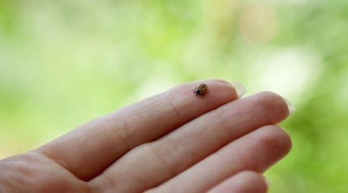 En qué consiste la enfermedad de Lyme en niños