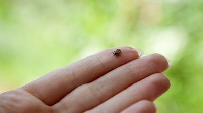 En qué consiste la enfermedad de Lyme en niños