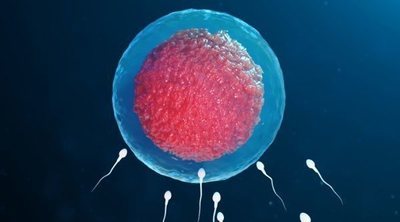 Qué es el cigoto, ¿cómo se desarrolla?