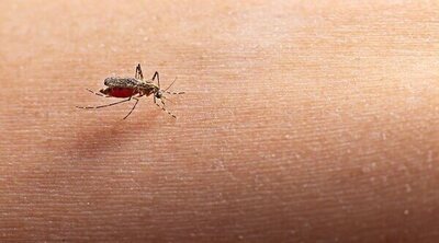 Qué hacer si a tu bebé le pica un insecto en verano