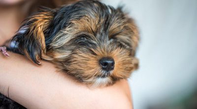 Ventajas de adoptar un perro pequeño si tenemos niños pequeños