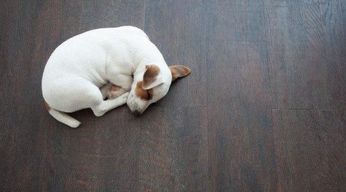 ¿Qué hago si mi hijo quiere un cachorro para Navidad?