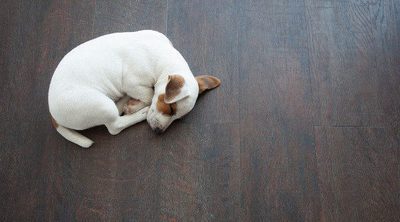 ¿Qué hago si mi hijo quiere un cachorro para Navidad?