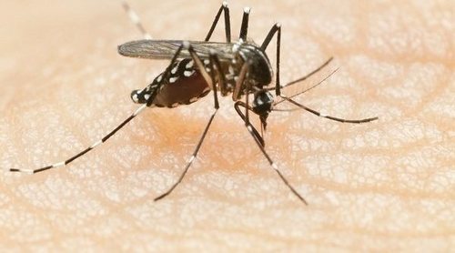 ¿Son de verdad eficaces las pulseras antimosquitos?