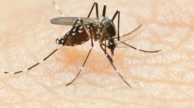 ¿Son de verdad eficaces las pulseras antimosquitos?