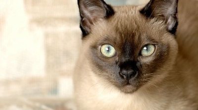 Las mejores mascotas para los niños
