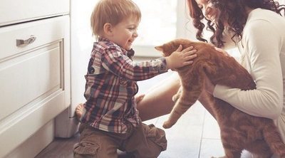 ¿Un bebé puede tener fiebre por el arañazo de un gato?