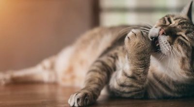Síntomas de alergia a los gatos en bebés
