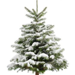 Árbol de Navidad nevado